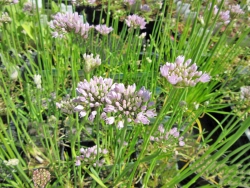 Kantiger Lauch - Allium angulosum